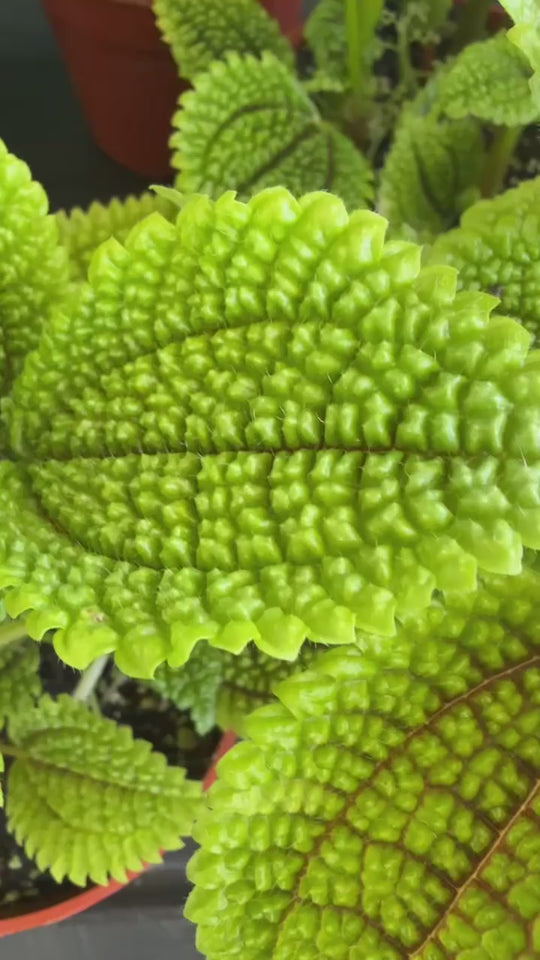  Pilea involucrata ‘Friendship Plant’ video