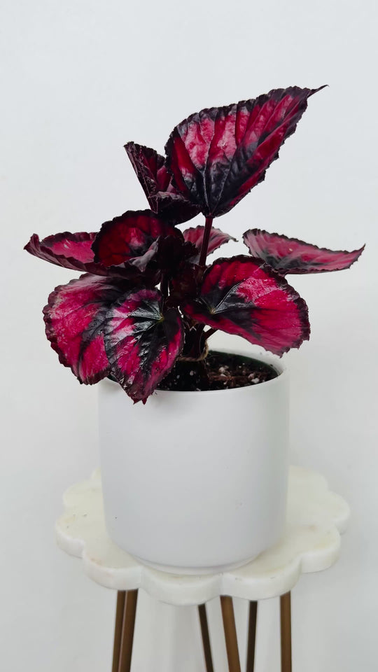 Begonia Red Kiss