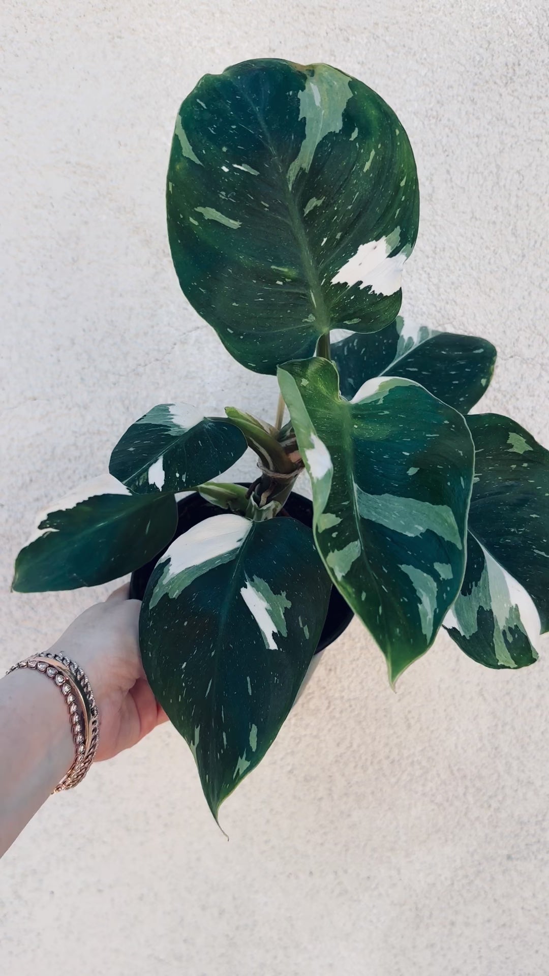Rare White Wizard Philodendron video 