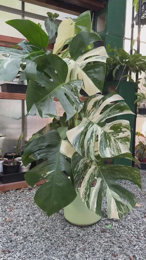 variegata albo Variegated Monstera Albo - Rare Variegation