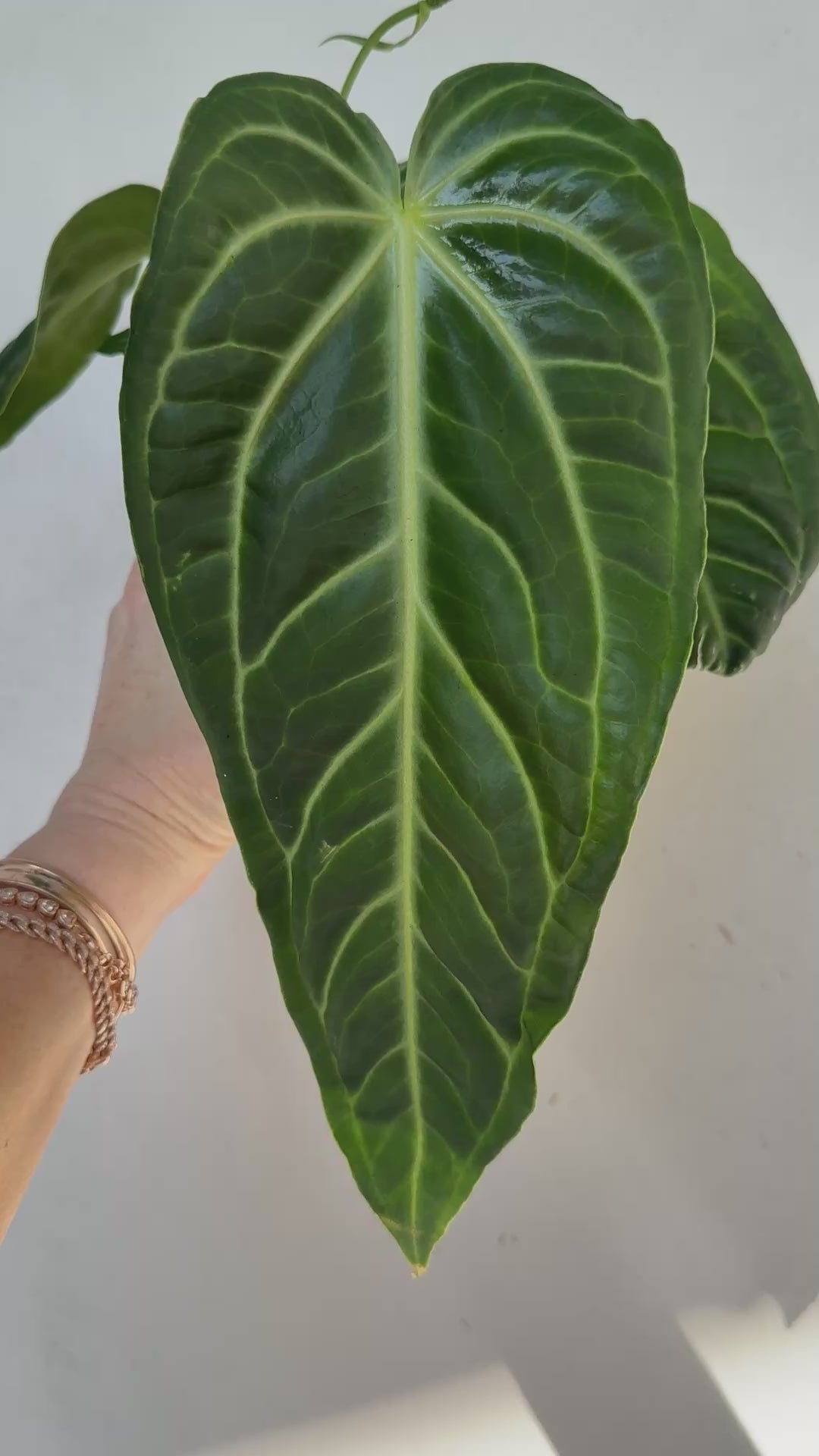 Anthurium Villenaorum