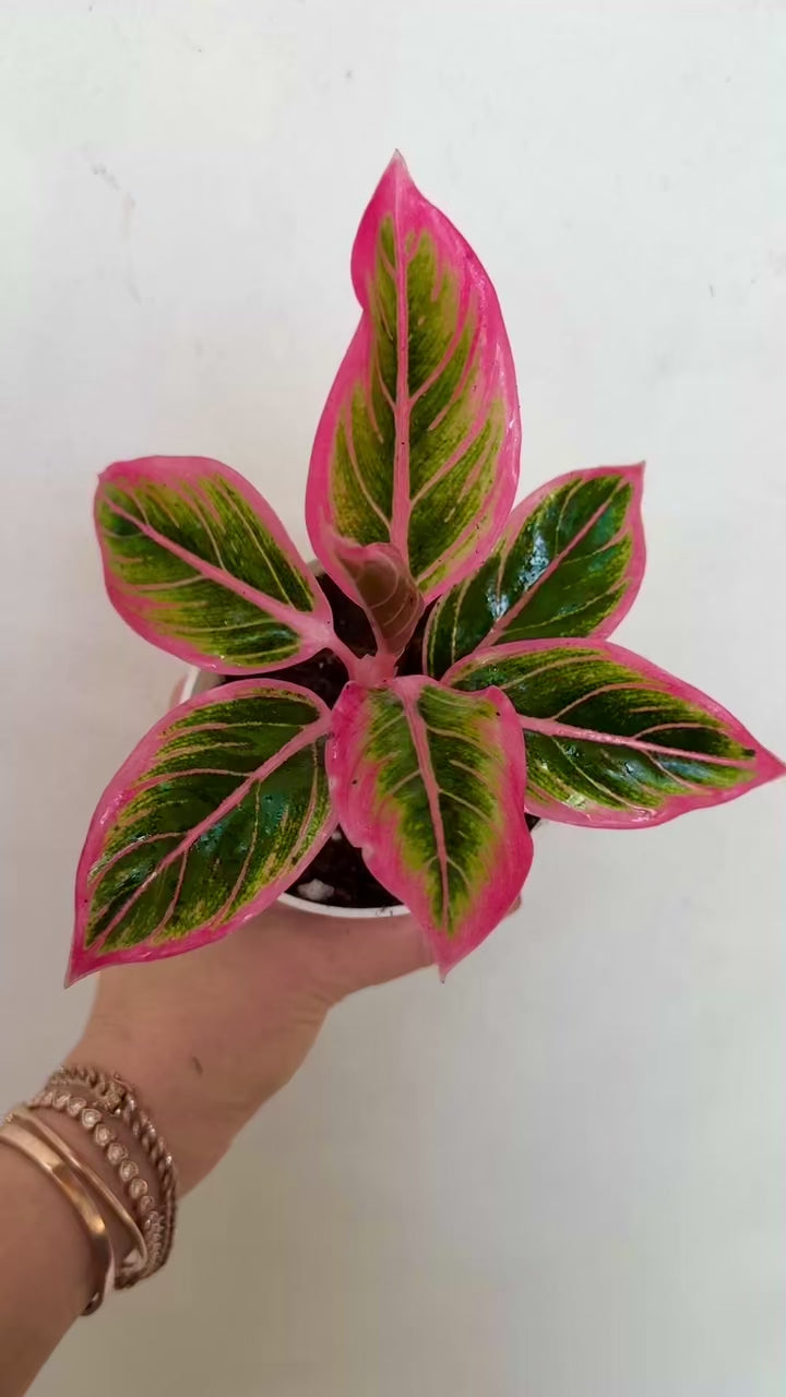 Aglaonema Lotus Delight – Super Rare Tropical Indoor Plant in a 5