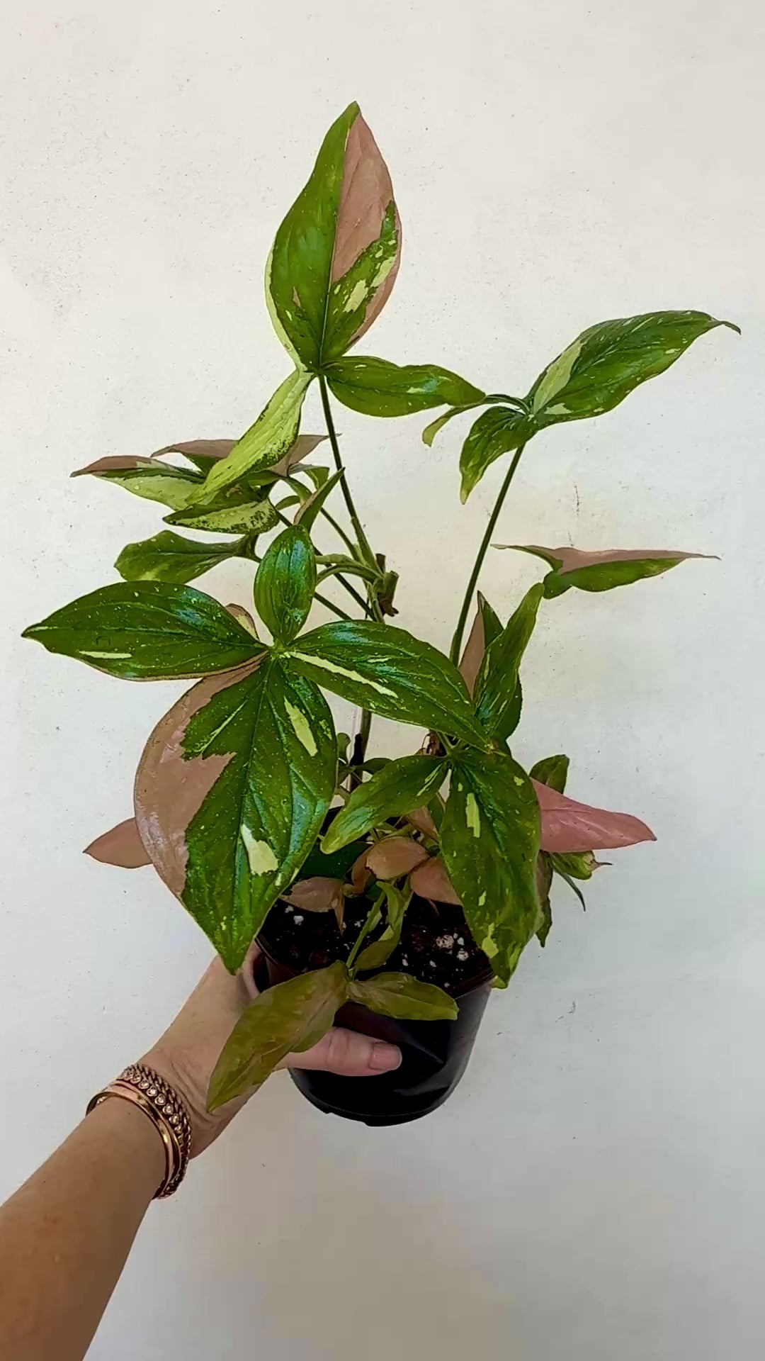 Rare Syngonium Tricolor video 