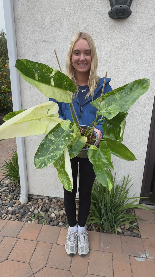 XL Jose Bueno Philodendron video 