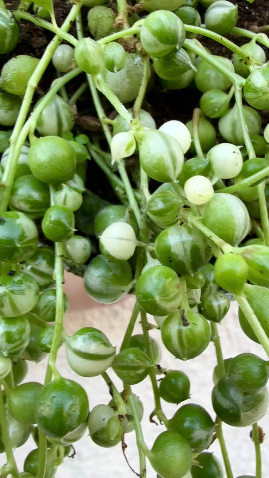 variegated string of pearls