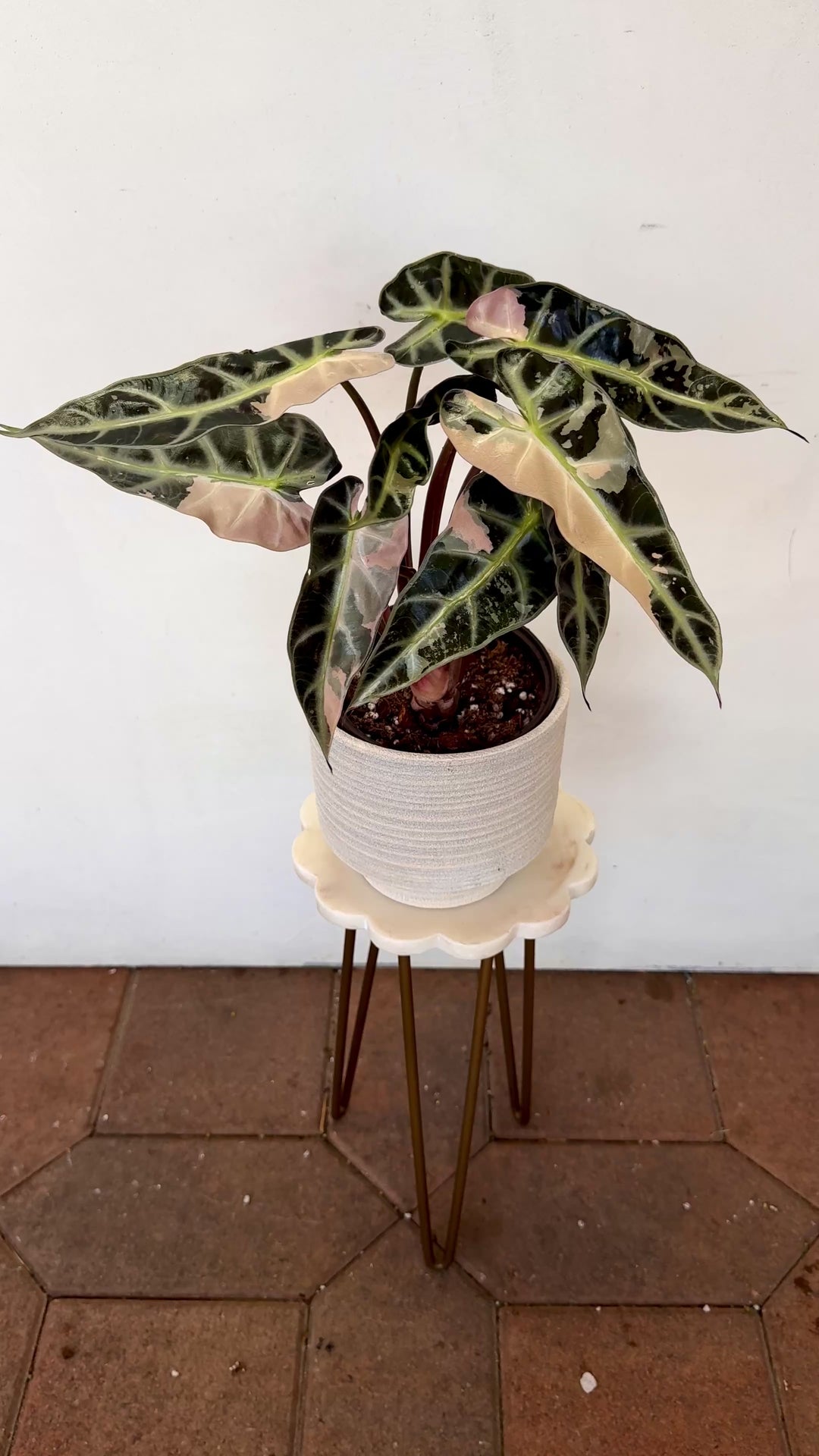 Pink Alocasia Bambino