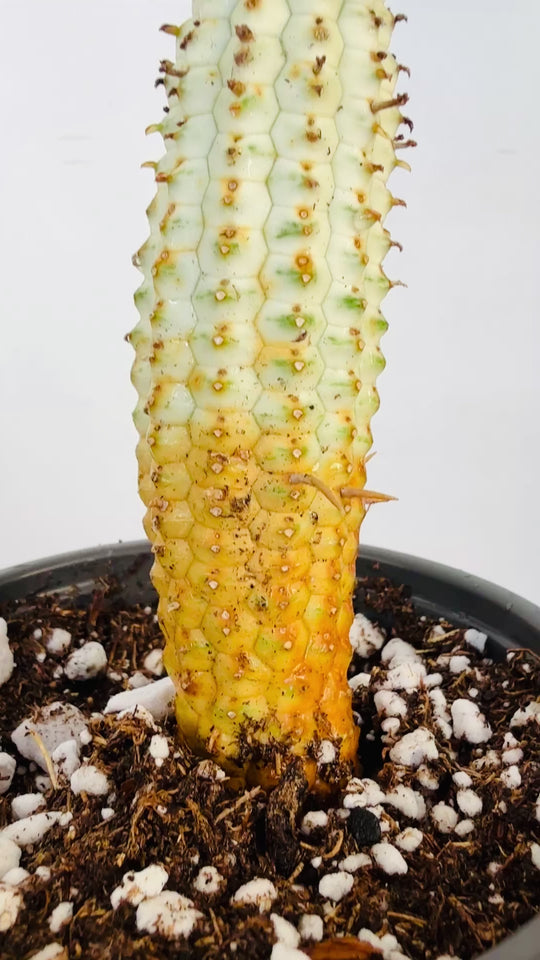 “Corn Cob” Euphorbia mammillaris
