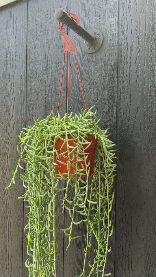 XL String of Fishhooks