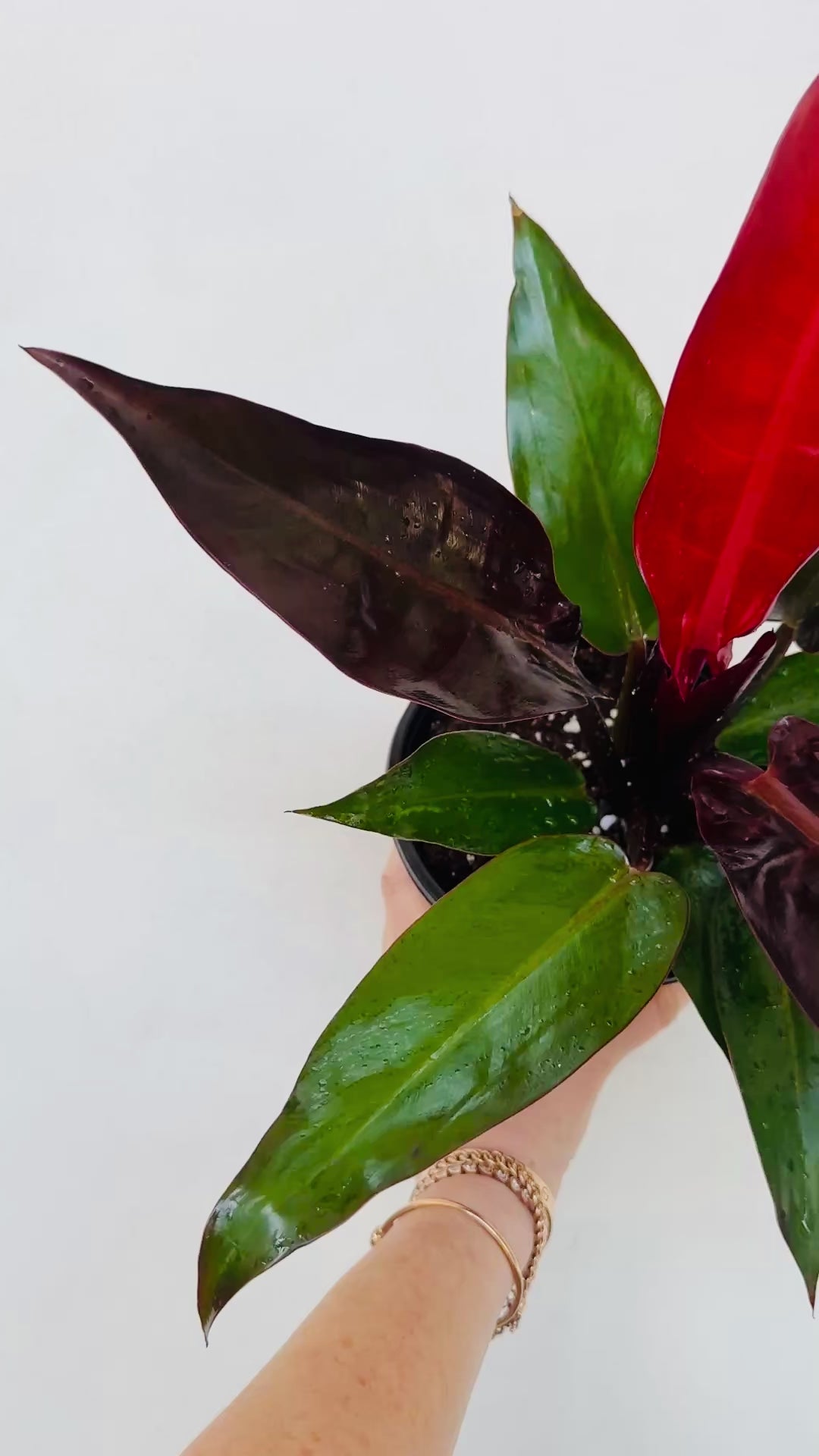Philodendron Kathleen