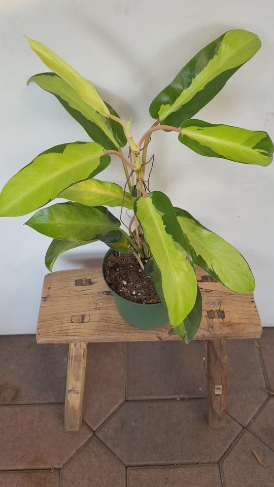 Philodendron Thai Sunrise