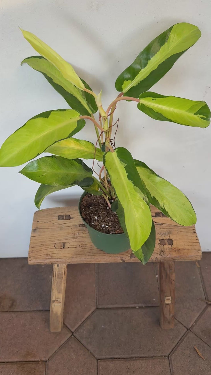 thai sunrise philodendron reverted Philodendron Thai Sunrise