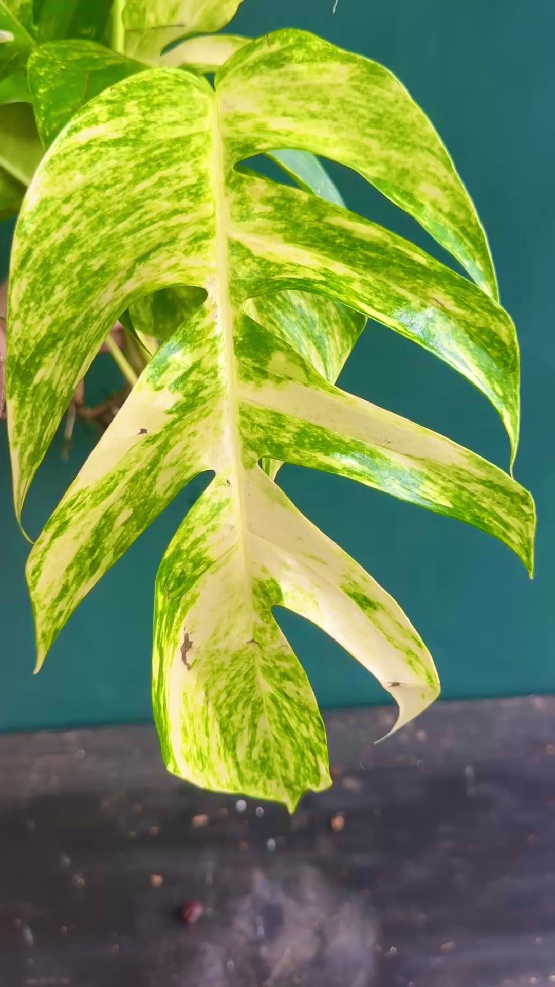 Epiprenmnum Golden Flame video