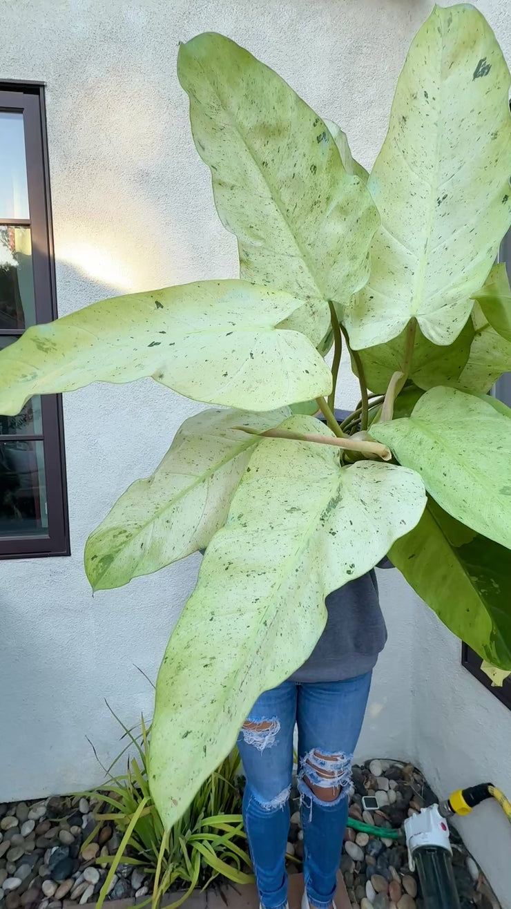 Philodendron Whipple Way – Plant Vault