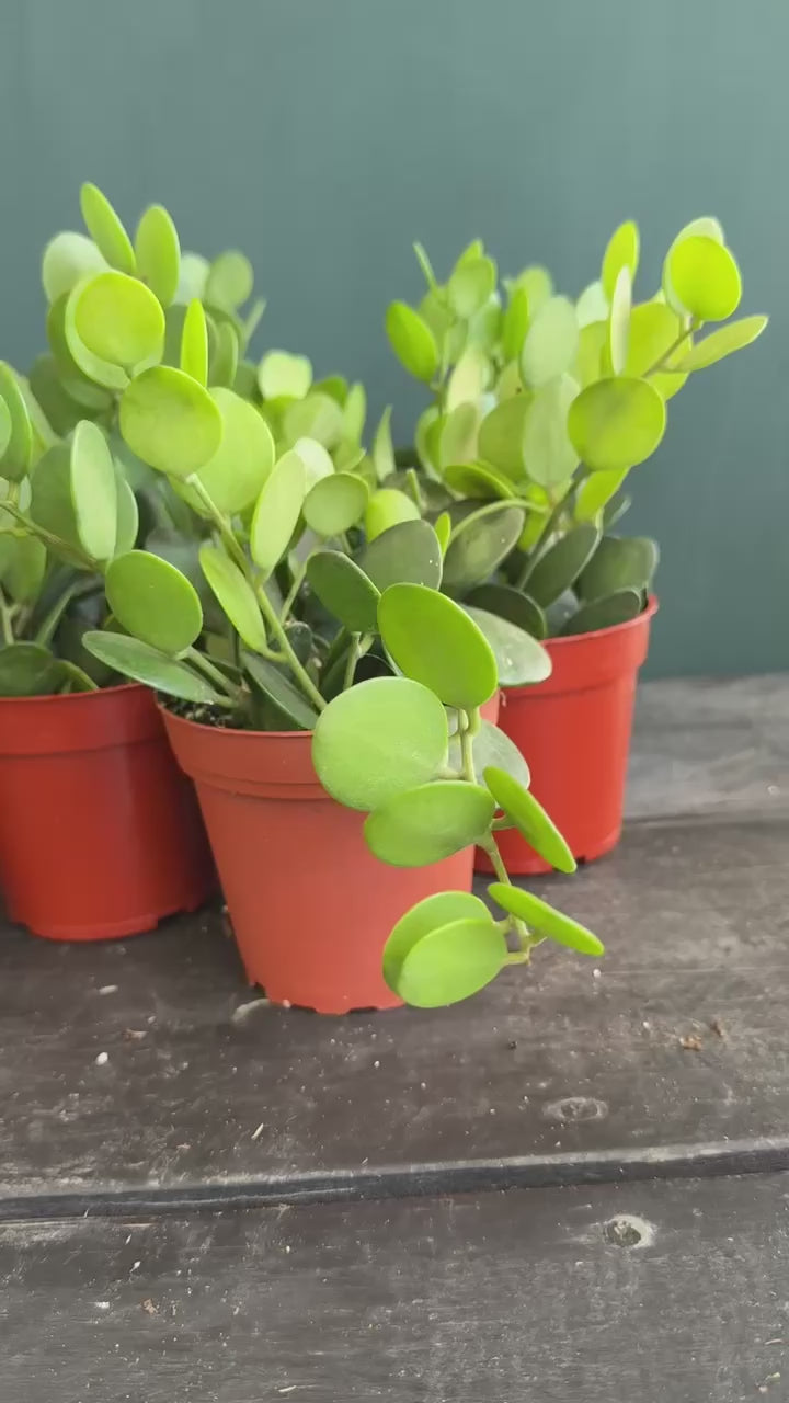 String of Coins 'Silver Dollar' Plant – Plant Vault