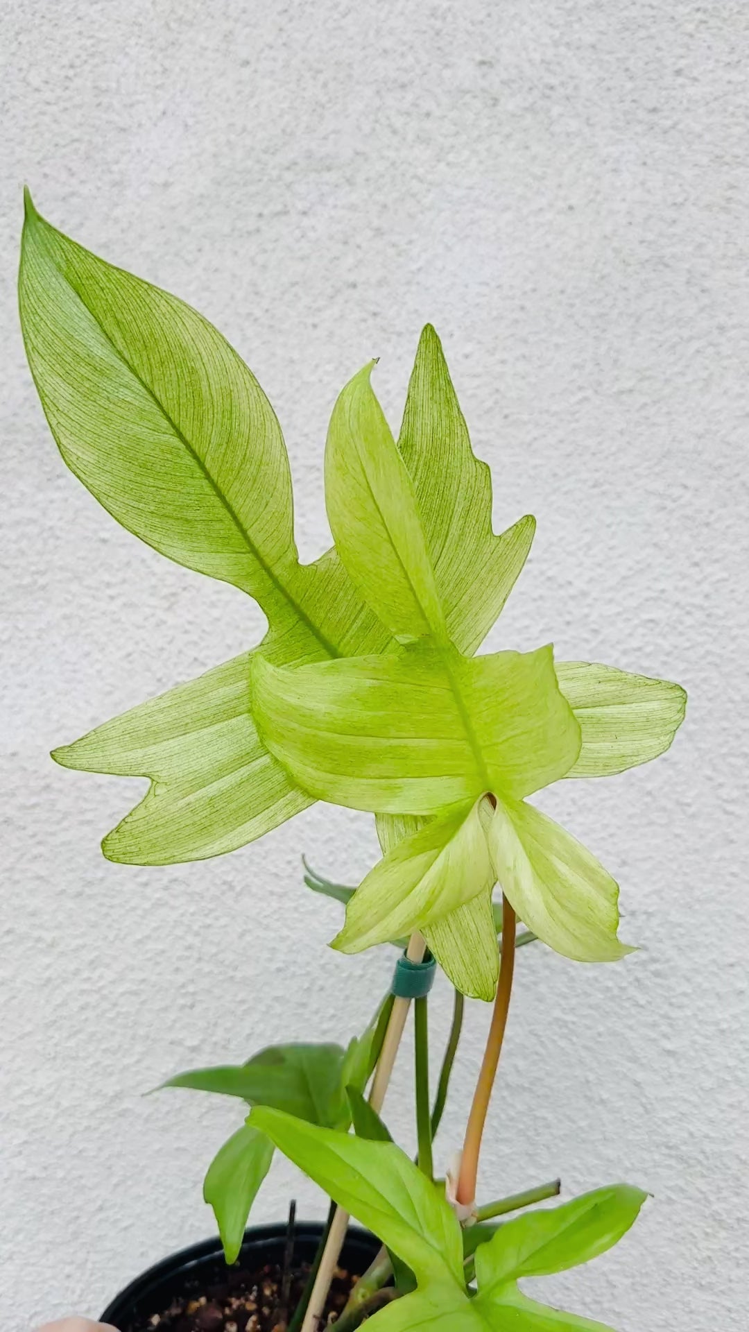 Philodendron Florida Ghost