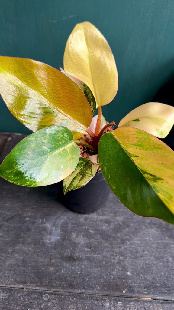 Philodendron Red Congo Variegated – Plant Vault