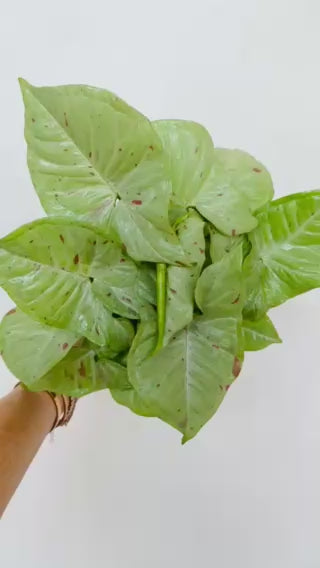 Syngonium milk confetti video