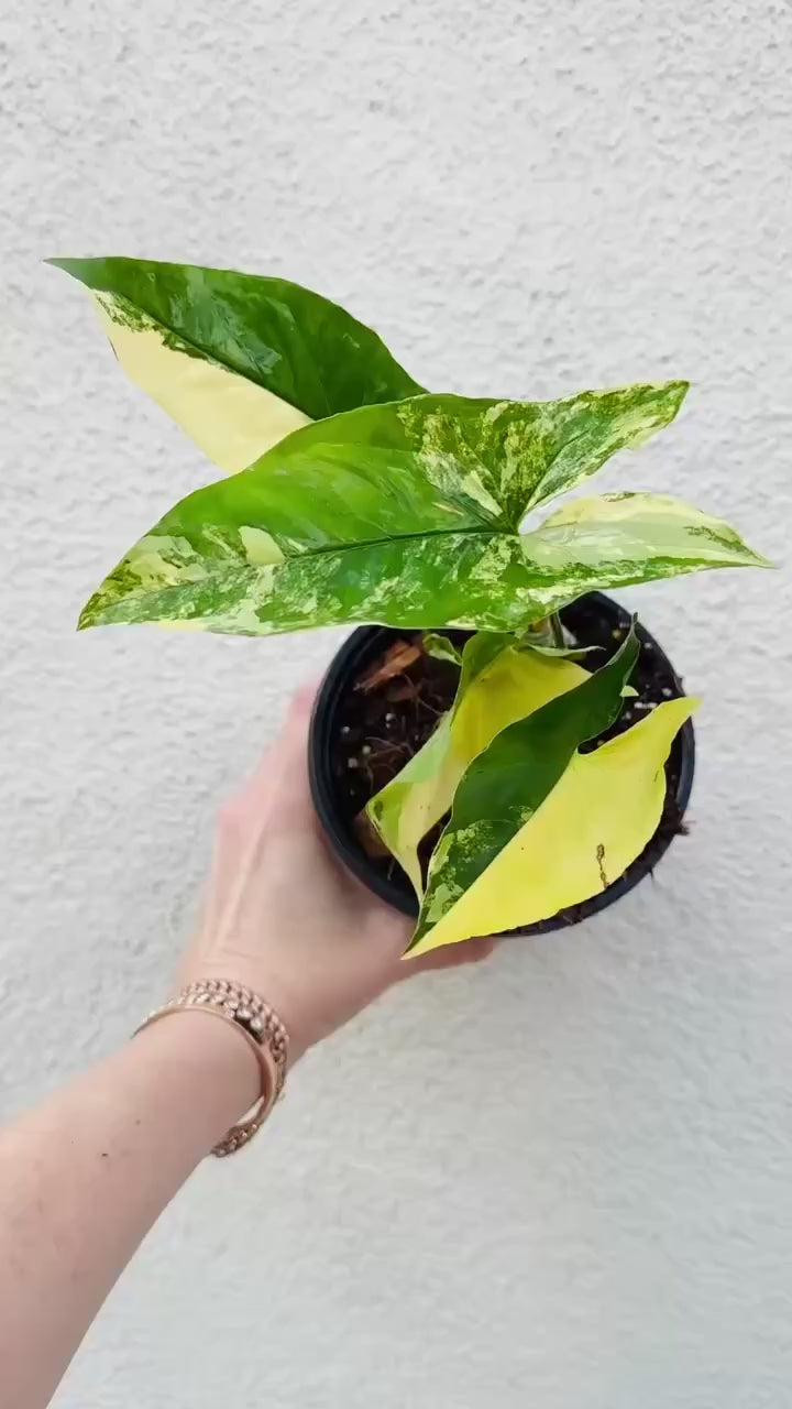 Plant Vault Syngonium Aurea - Thumbnail 2