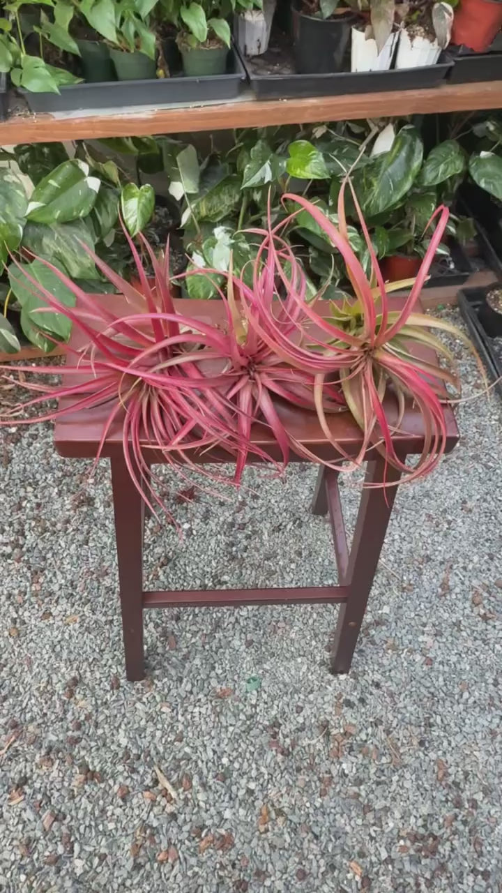 Tillandsia brachycaulos ‘Red Form’ (Red Air Plant)