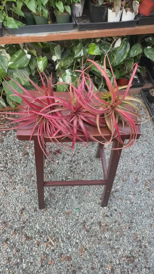 Tillandsia brachycaulos ‘Red Form’ (Red Air Plant)