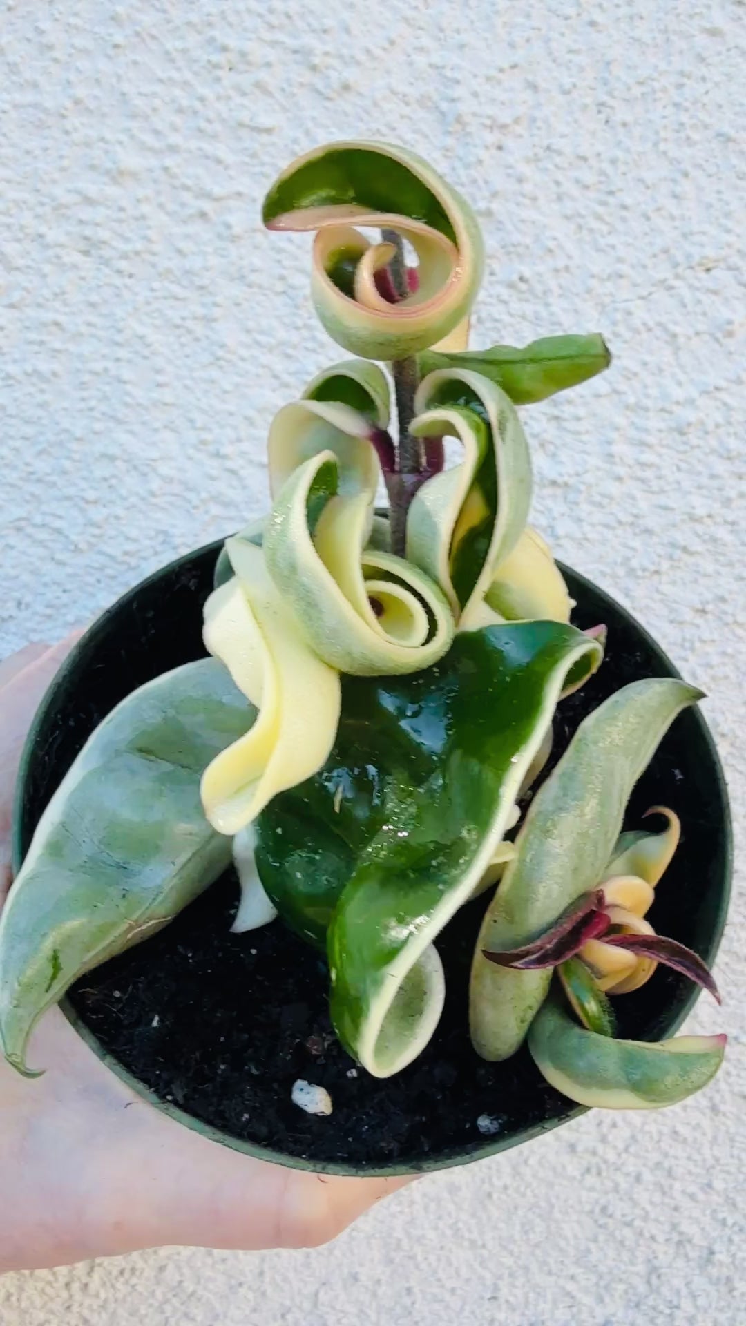 Variegated Hoya Compacta “Hindu Rope”