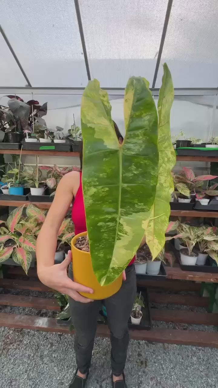 Philodendron Billietaie Variegated & Highly Variegated