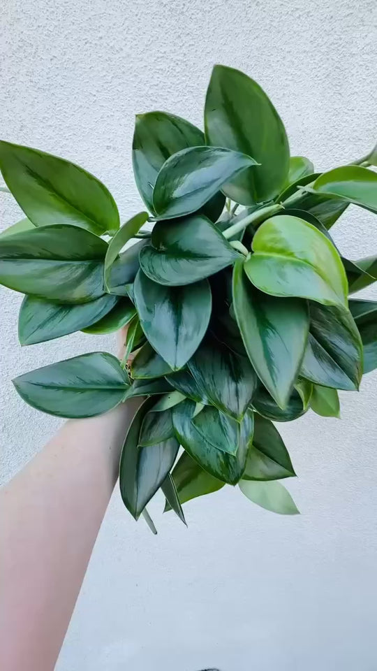 Scindapsus Treubii Moonlight