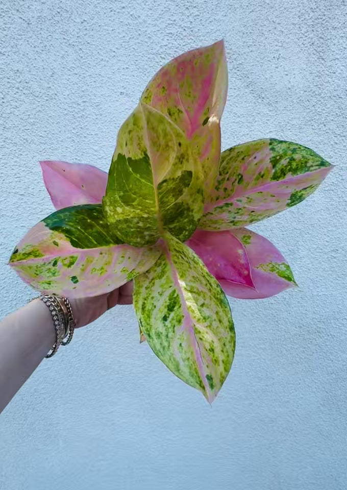Aglaonema Prakaiphet – Plant Vault