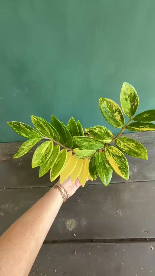 Variegated ZZ for sale at Plant Vault