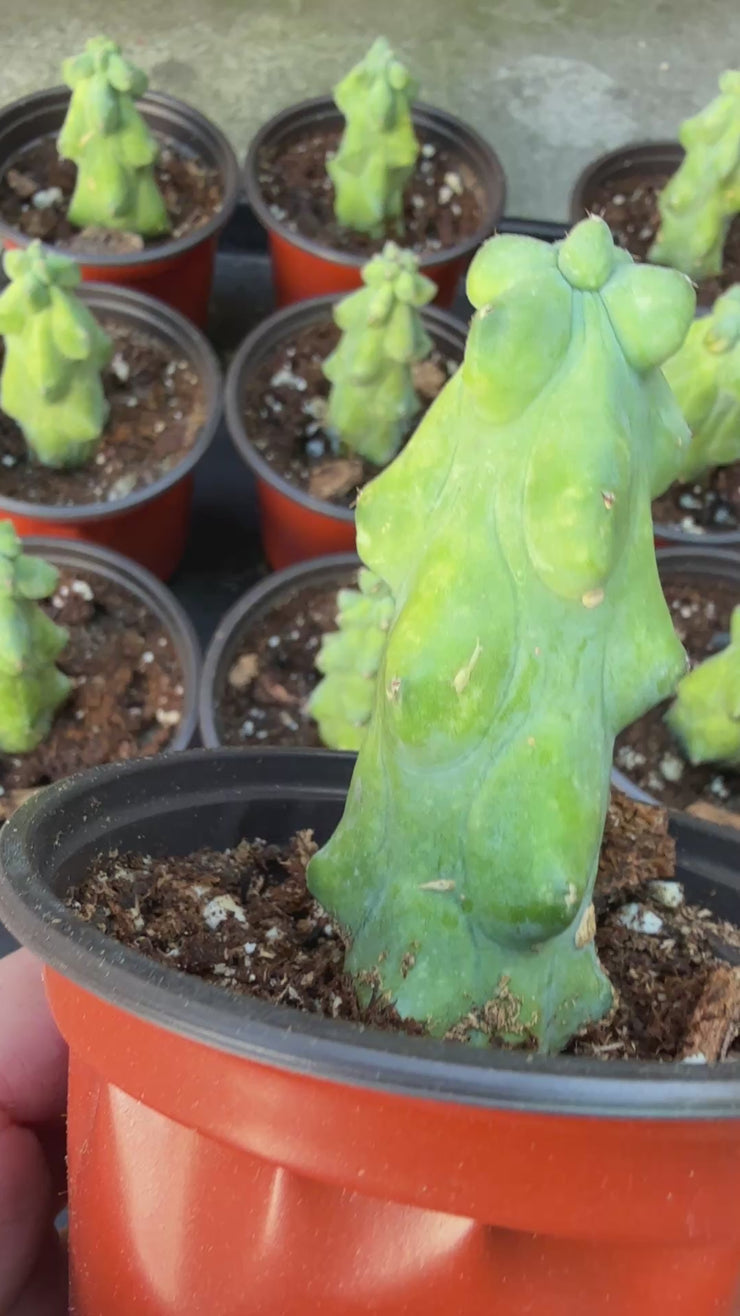 booby plant pot Boobie Cactus – Plant Vault
