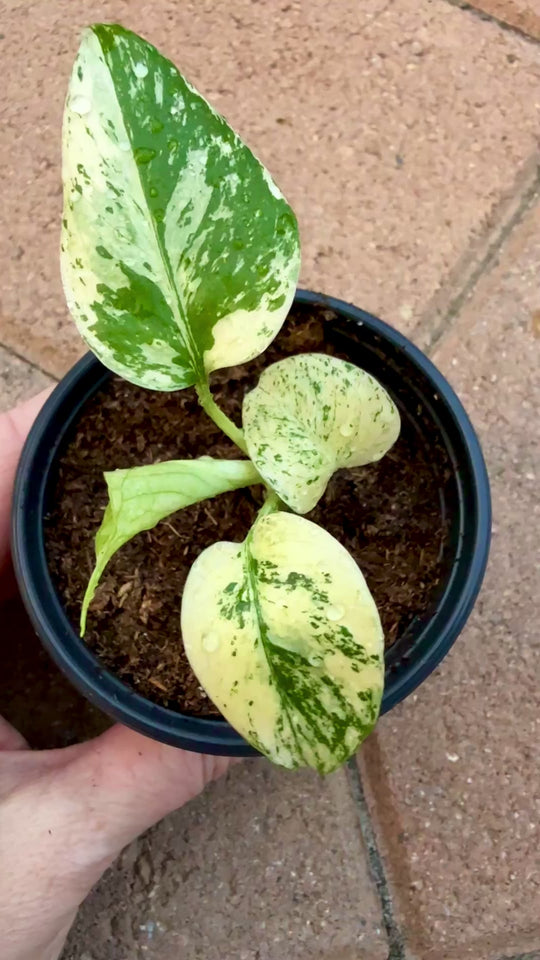 Rare Monstera Creme Brulee Variegated Video