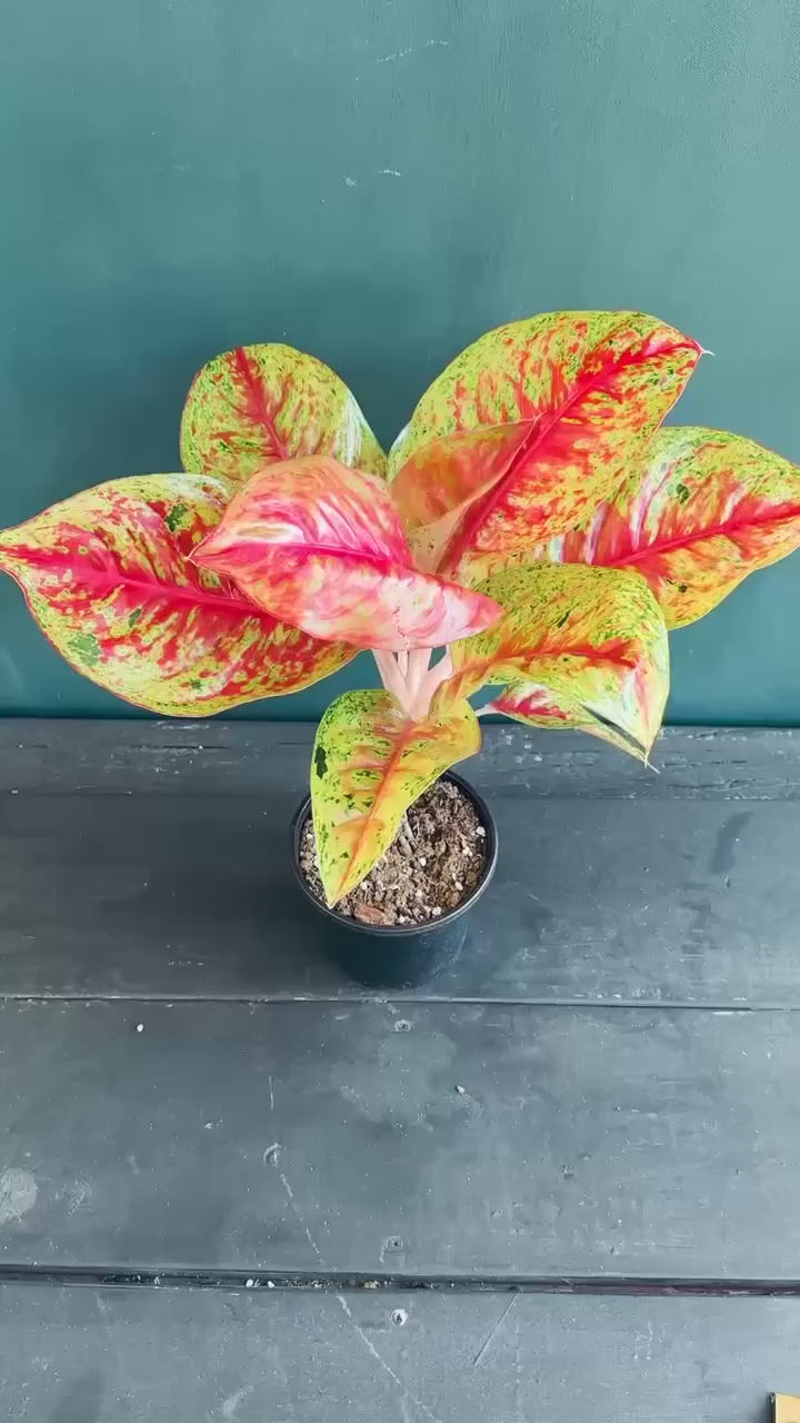 mata aglaonema Aglaonema Mahasetti