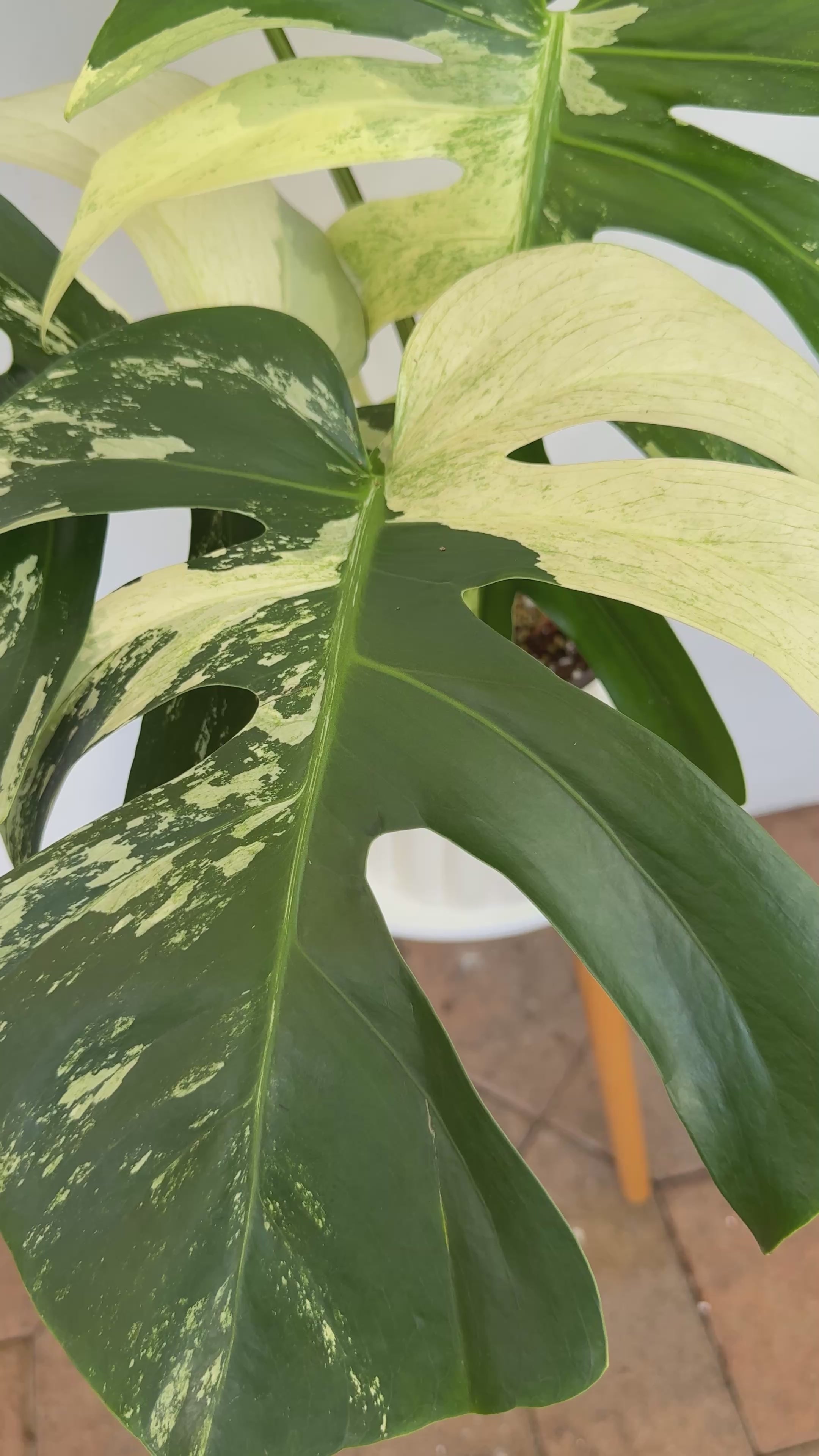 XL Monstera Jungle Mint - highly variegated monstera – Plant Vault