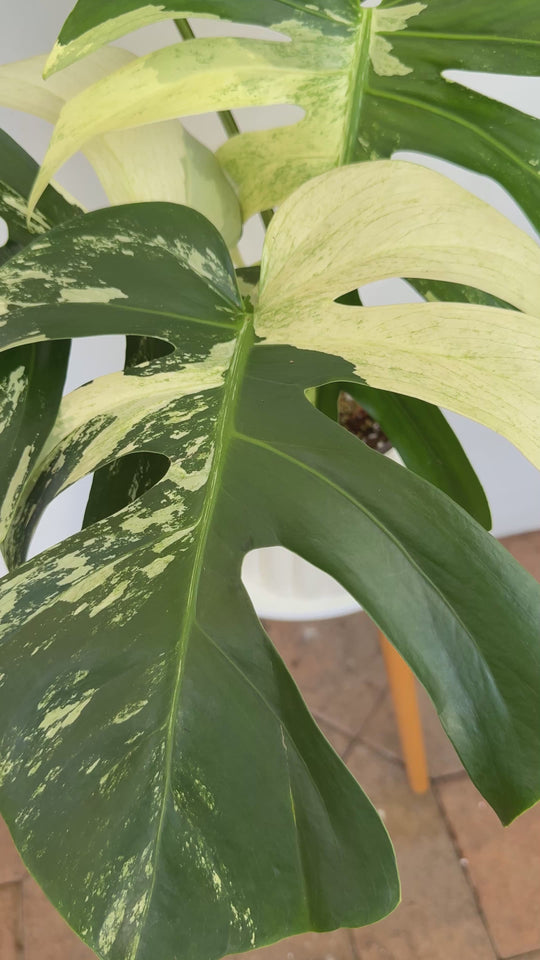 XL Monstera Jungle Mint - highly variegated monstera