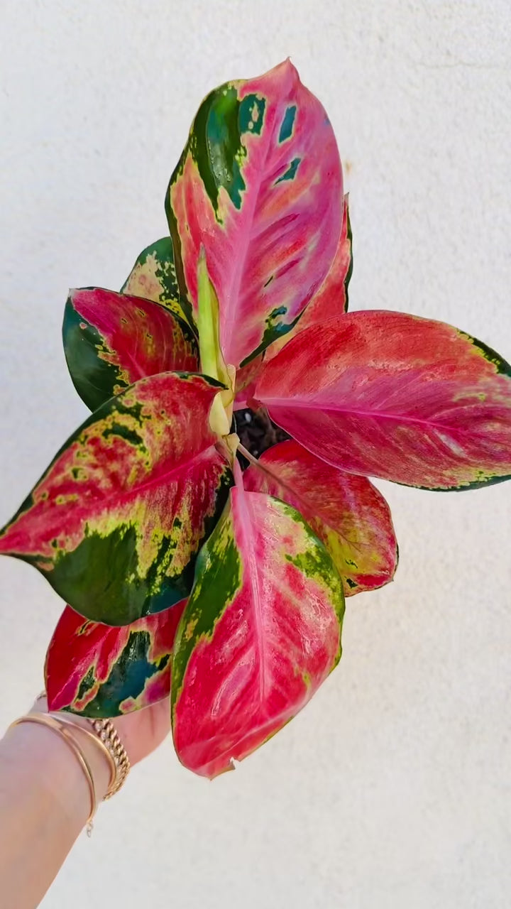 Aglaonema Hello Kitty video