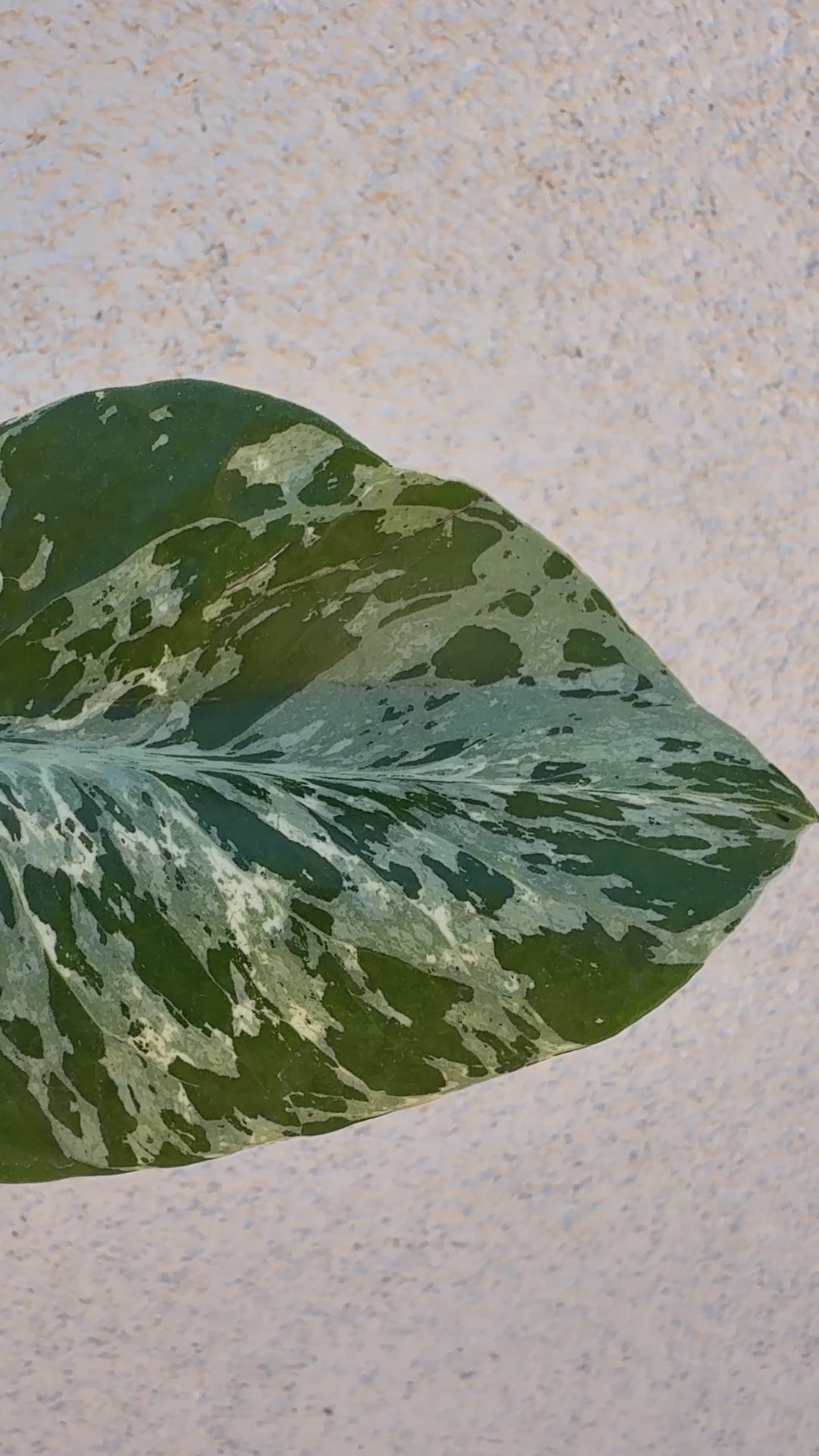 Monstera Bulbasaur for sale