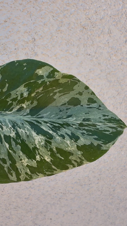 Monstera Bulbasaur for sale