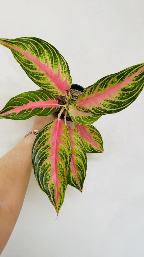 Pink Sunset Aglaonema - Rare indoor houseplant - Plant Vault