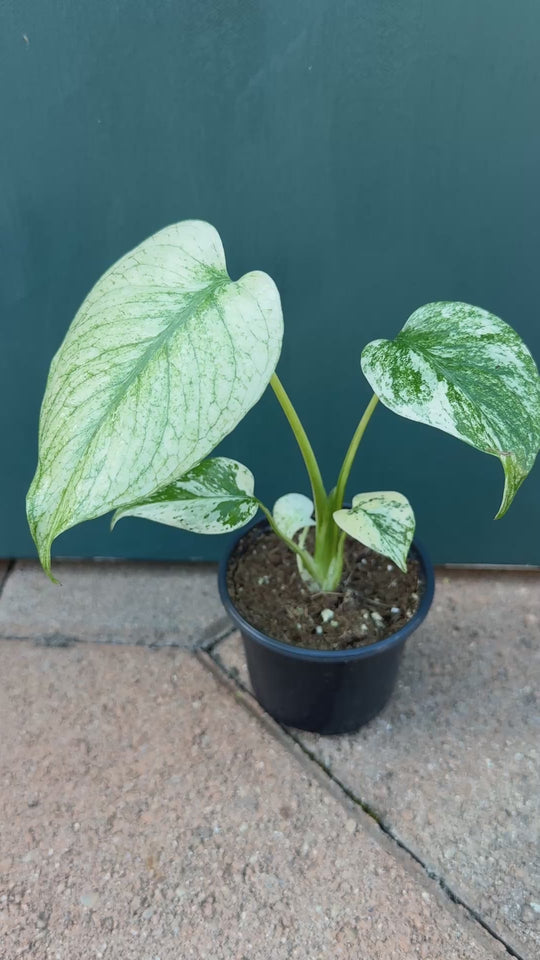 Monstera Mint Variegated