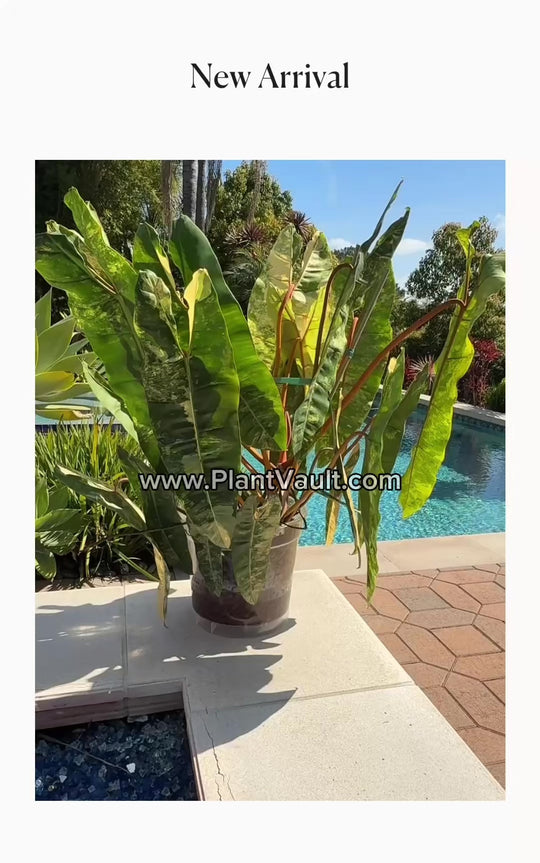 XXL Philodendron Billietaie Variegated