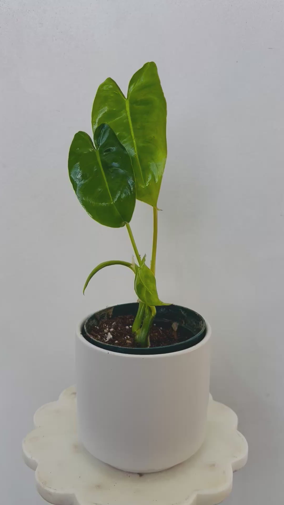 Philodendron Burle Marx