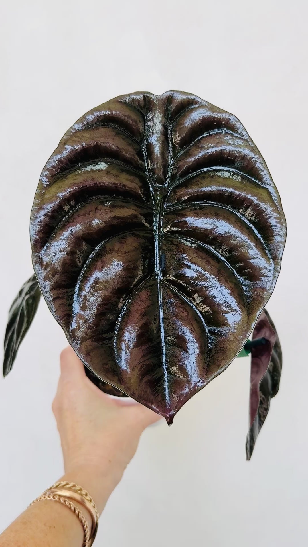 Alocasia Cuprea 'Rare Jewel' - Thumbnail 4