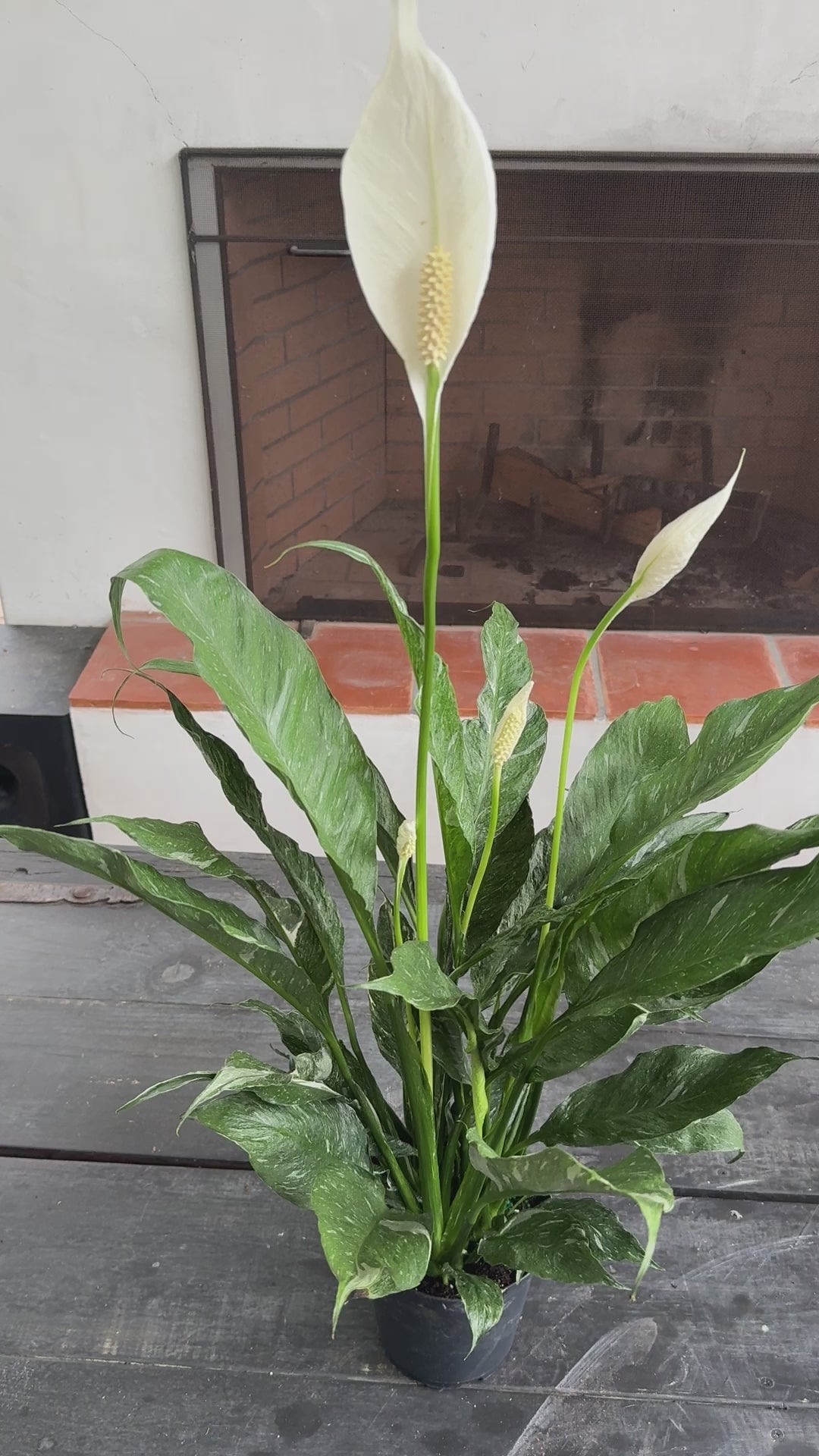 Variegated Albo Peace Lily ‘Domino’ video 