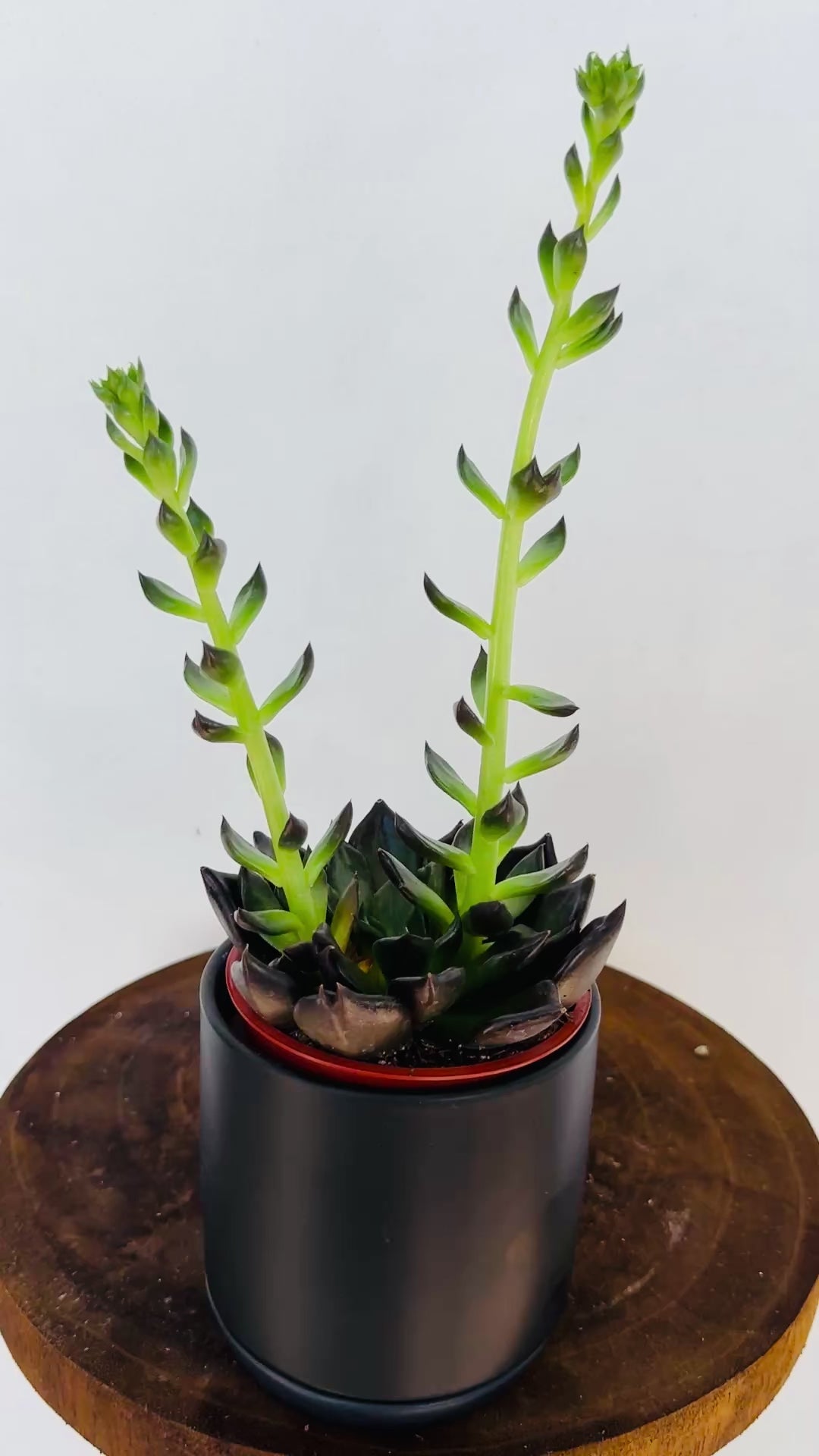 Sedeveria ‘Jet Beads’ for sale 