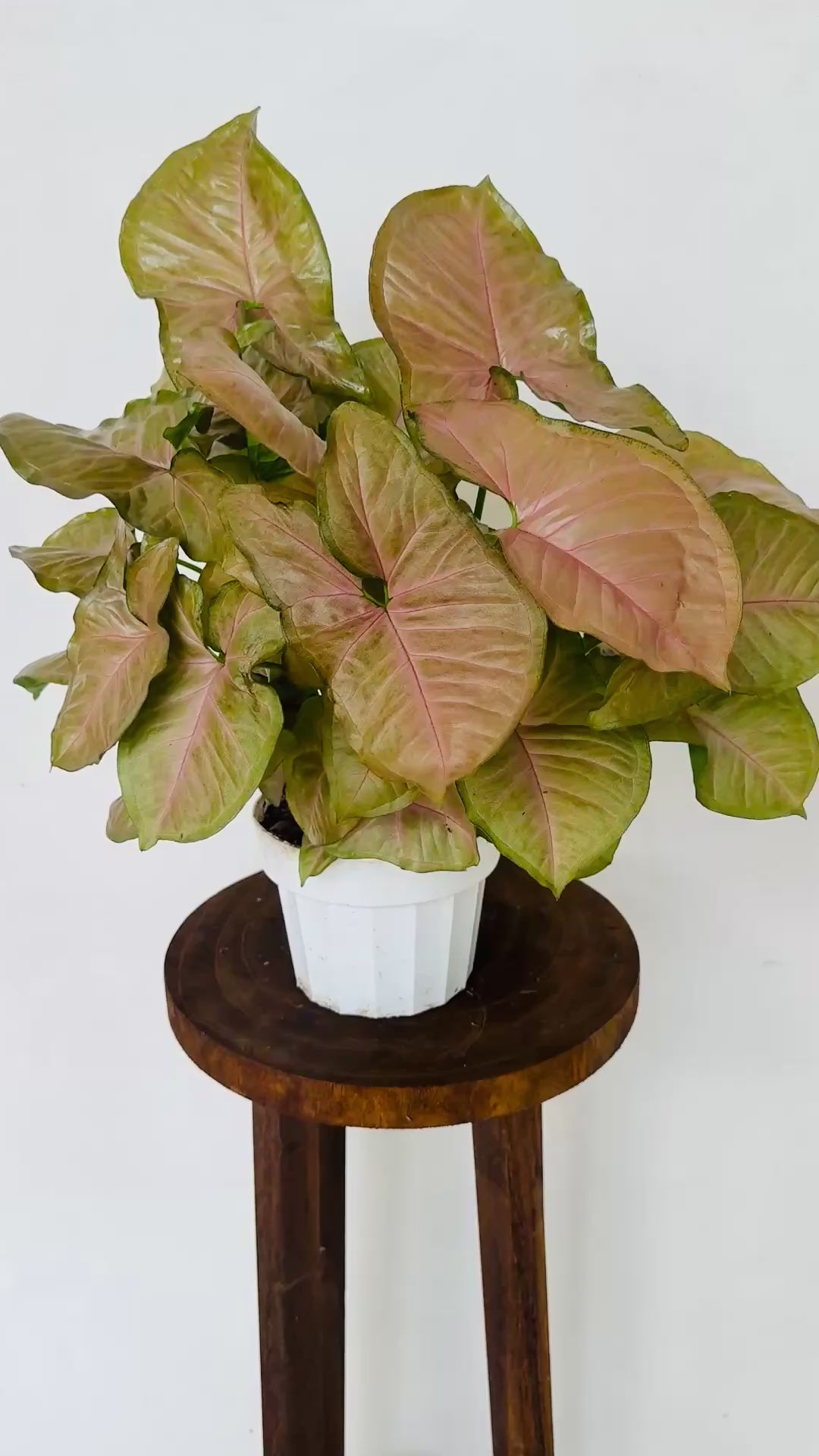 Syngonium Neon Robusta - Unique for sale at Plant Vault