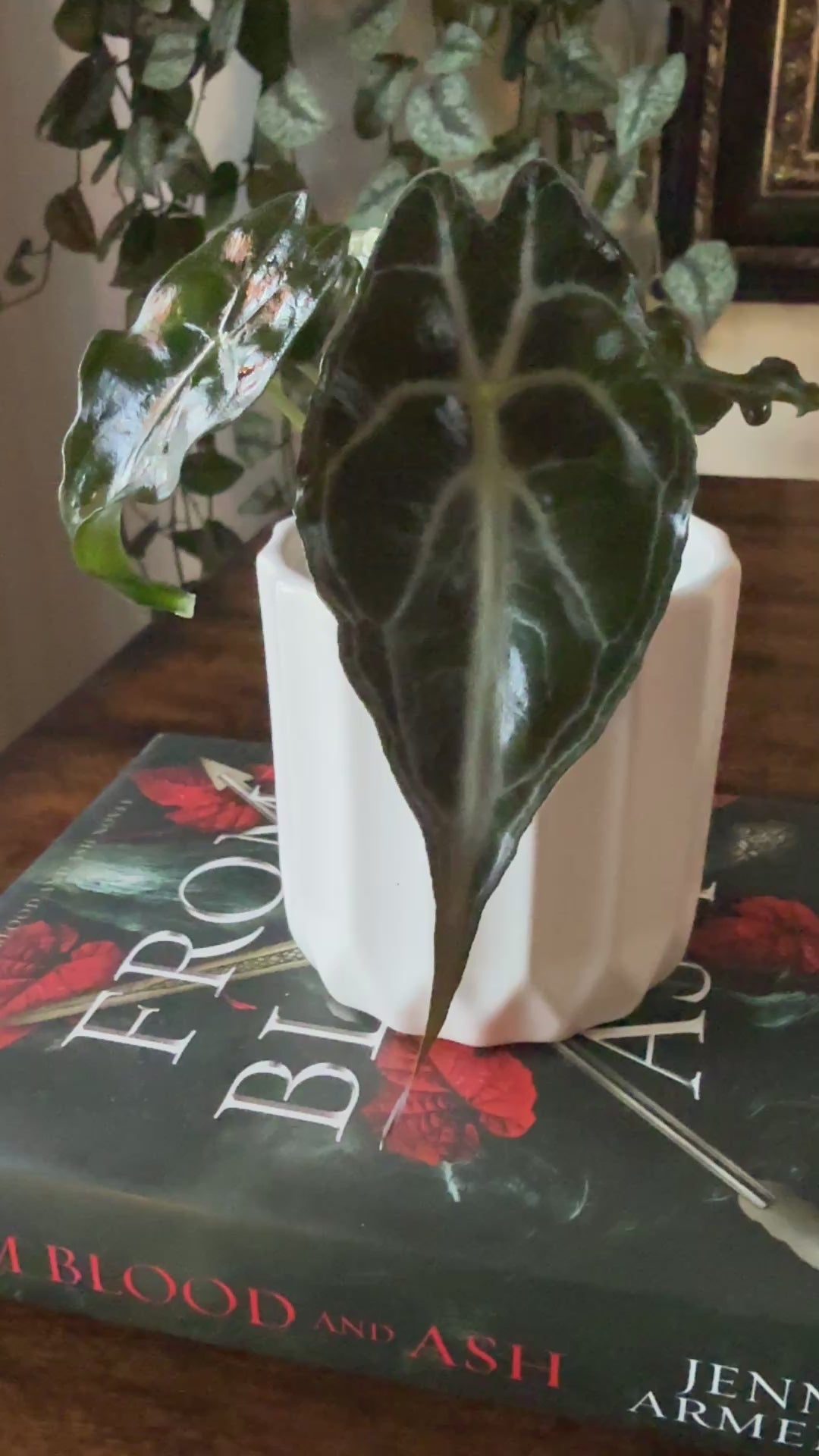 Alocasia Venom