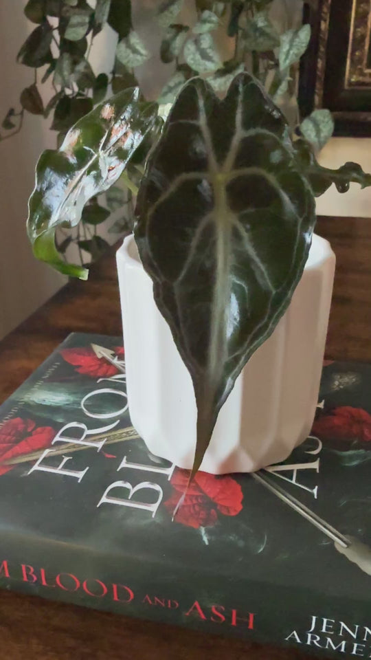 Alocasia Venom