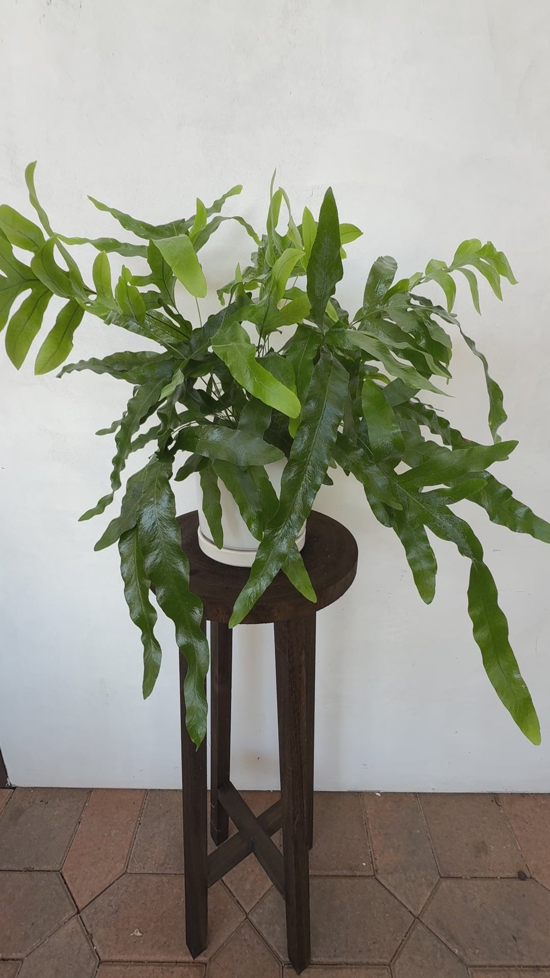 Blue Star Fern – Plant Vault