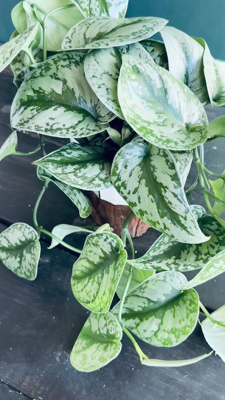 Scindapsis Exotica (long trailing) video