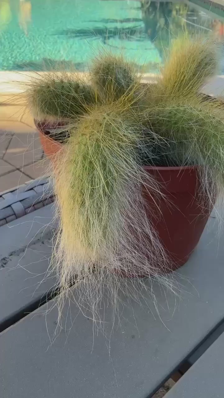 Monkey Tail Cactus